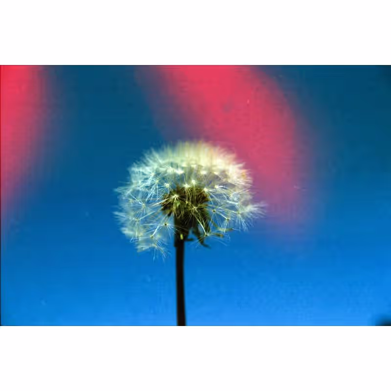 KONO! Sunstroke 200 Effekt Negativ-Farbfilm ,135-36 – Bild 2