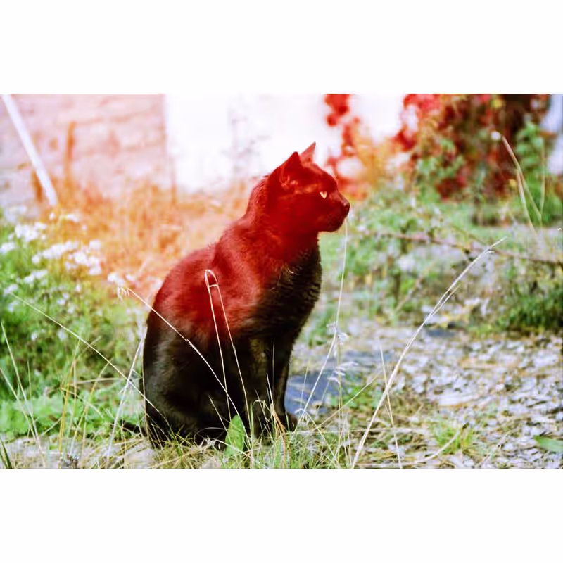 KONO! Katz 200 Effekt Negativ-Farbfilm ,135-24 – Bild 3